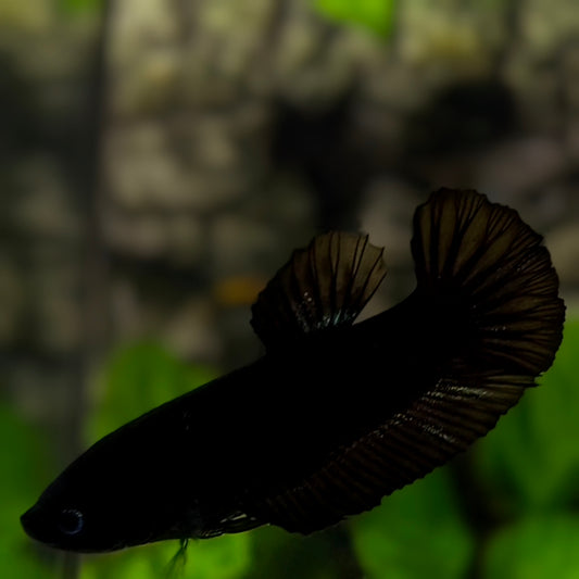 Super Black Solid HMPK Betta Fish Female For Sorority / Breed