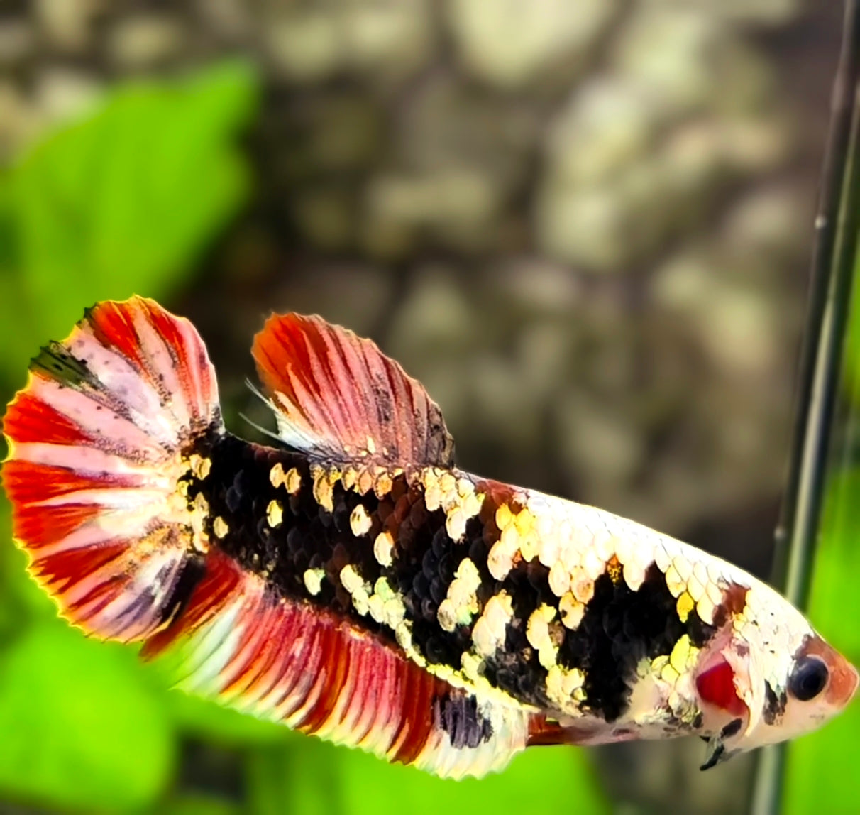 Black Red Variation Galaxy HMPK Betta Fish Female For Sorority / Breed