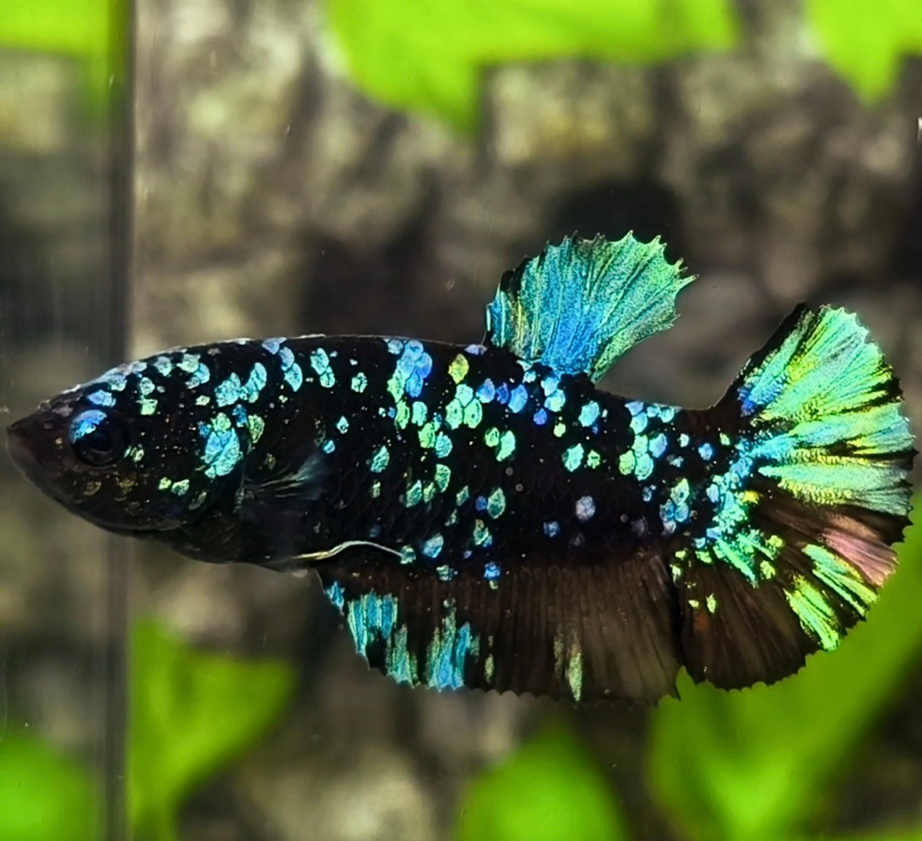 Avatar Blackstar Green Nebula HMPK Betta Fish Female For Sorority / Breed