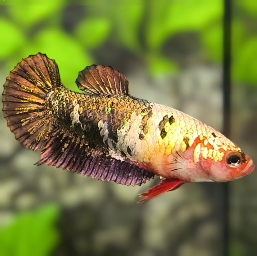 Copper Green Fancy HMPK Betta Fish Female For Sorority / Breed