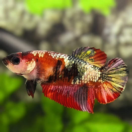 Red Koi Copper HMPK Betta Fish Female For Sorority / Breed #RKC