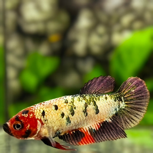 Red Head Fancy Copper Green HMPK Betta Fish Female For Sorority / Breed
