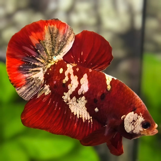 Red Koi Copper Gold Galaxy HMPK Betta Fish Male #RKC