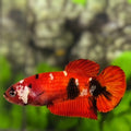 Red Koi Tiger Galaxy HMPK Betta Fish Female For Sorority / Breed #RKC
