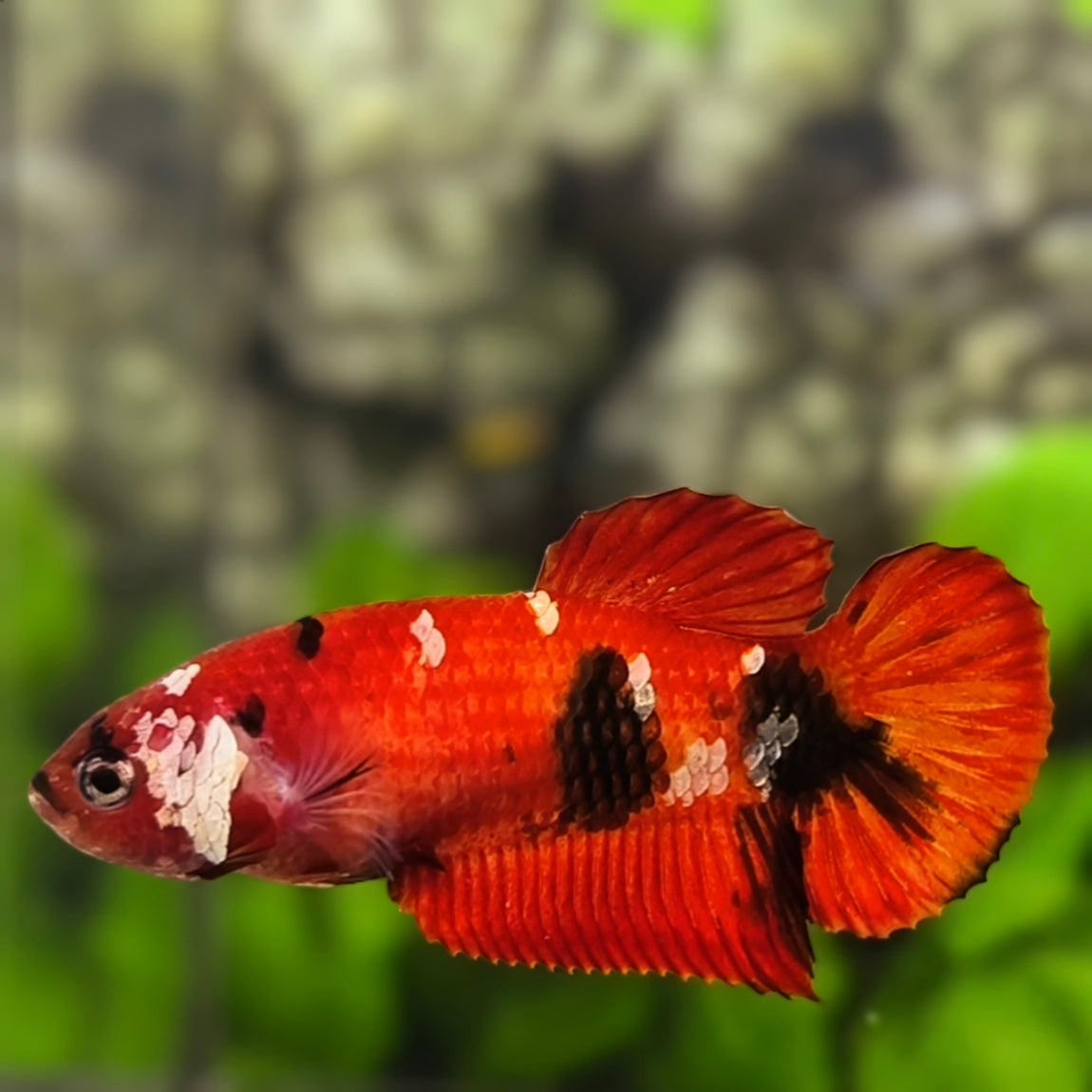 Red Koi Tiger Galaxy HMPK Betta Fish Female For Sorority / Breed #RKC