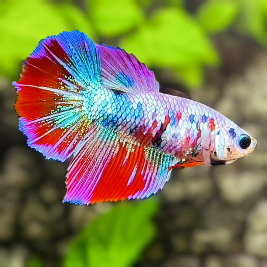Multicolor Halfmoon Betta Fish Female For Sorority / Breed