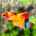 Yellowbase Multicolor HMPK Betta Fish Female For Sorority / Breed