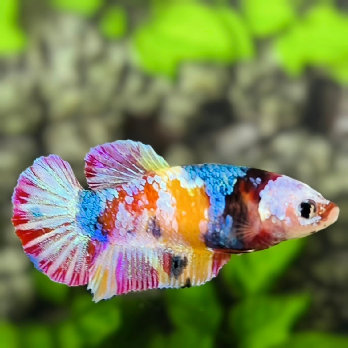 Yellowbase Multicolor Galaxy HMPK Betta Fish Female For Sorority / Breed