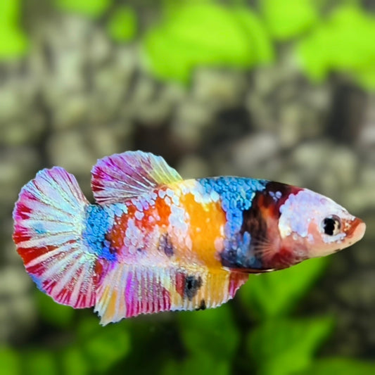 Yellowbase Multicolor Galaxy HMPK Betta Fish Female For Sorority / Breed