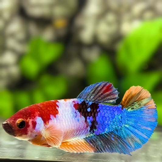 Multicolor Galaxy HMPK Betta Fish Female For Sorority / Breed