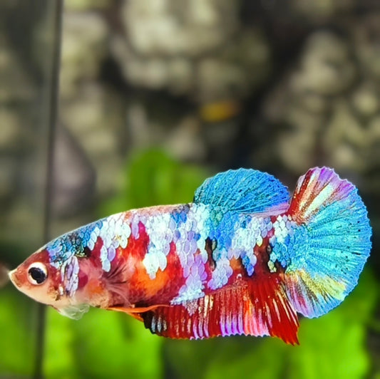 Multicolor Galaxy HMPK Betta Fish Female For Sorority / Breed