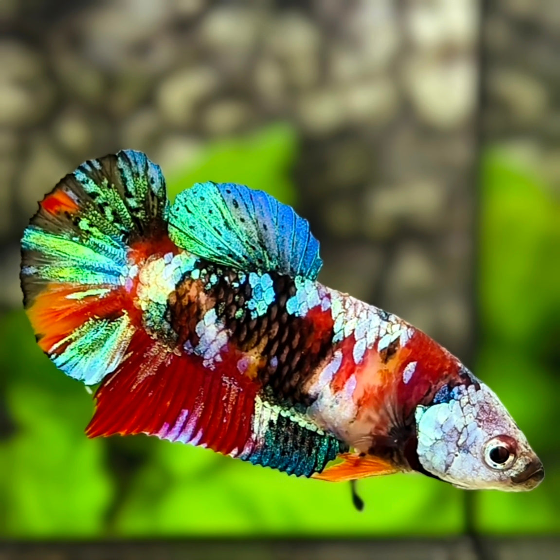 Multicolor Galaxy HMPK Betta Fish Female For Sorority / Breed