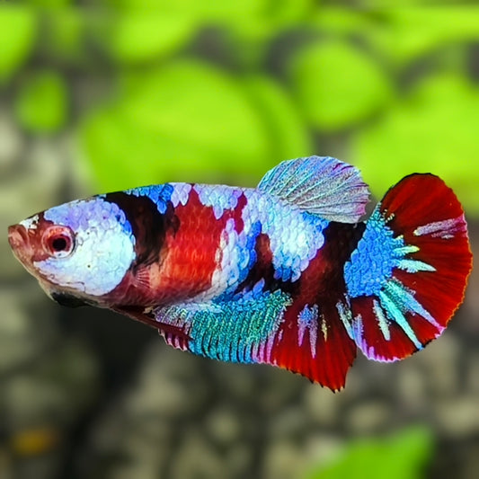 Multicolor Galaxy HMPK Betta Fish Female For Sorority / Breed