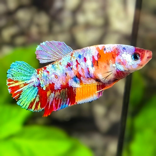 Multicolor Galaxy HMPK Betta Fish Female For Sorority / Breed