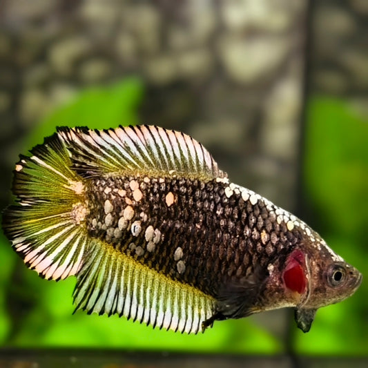 Doubletail Yellow Gold Mamba HMPK Betta Fish Female For Sorority / Breed