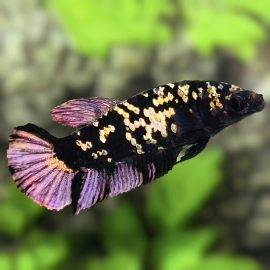 Avatar Blackstar Copper Purple HMPK Betta Fish Female For Sorority / Breed