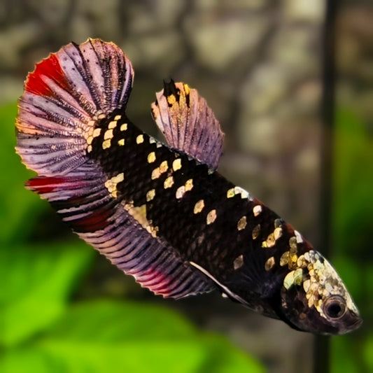 Avatar Blackstar Copper Purple Gold HMPK Betta Fish Female For Sorority / Breed