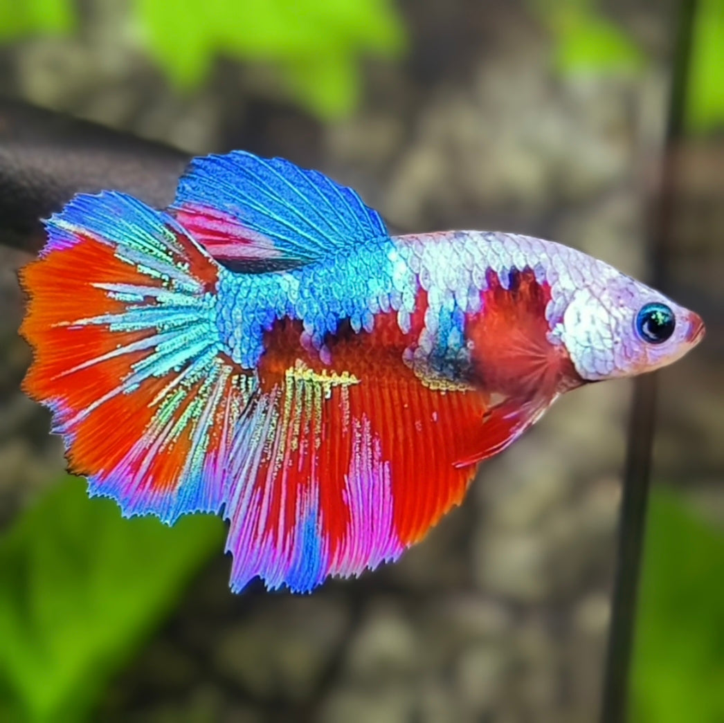 Multicolor Galaxy Halfmoon Betta Fish Female For Sorority / Breed
