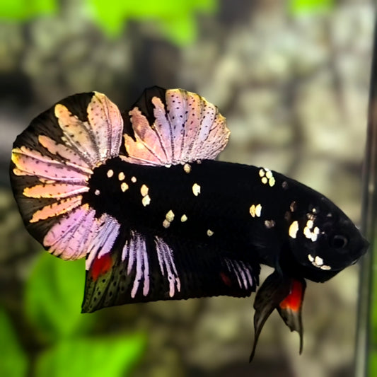 Avatar Black Panther HMPK Betta Fish Male #8