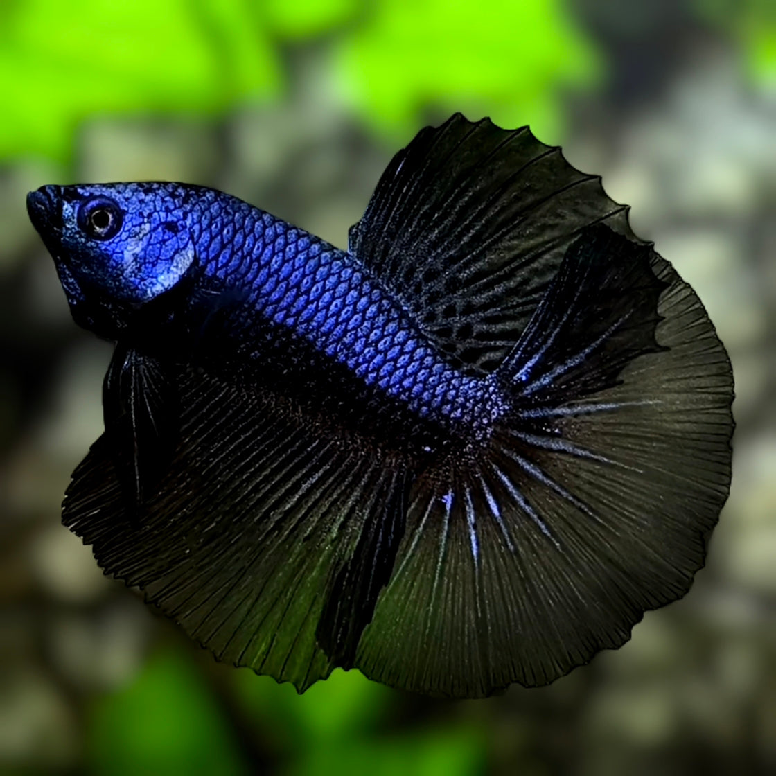 Juvenile Black Melano Halfmoon Betta Fish Male