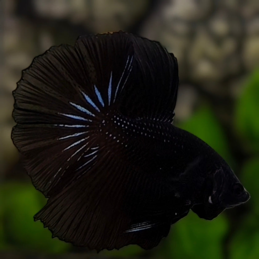 Juvenile Black Halfmoon Betta Fish Male