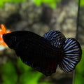 Black King Fighter Betta Fish Male
