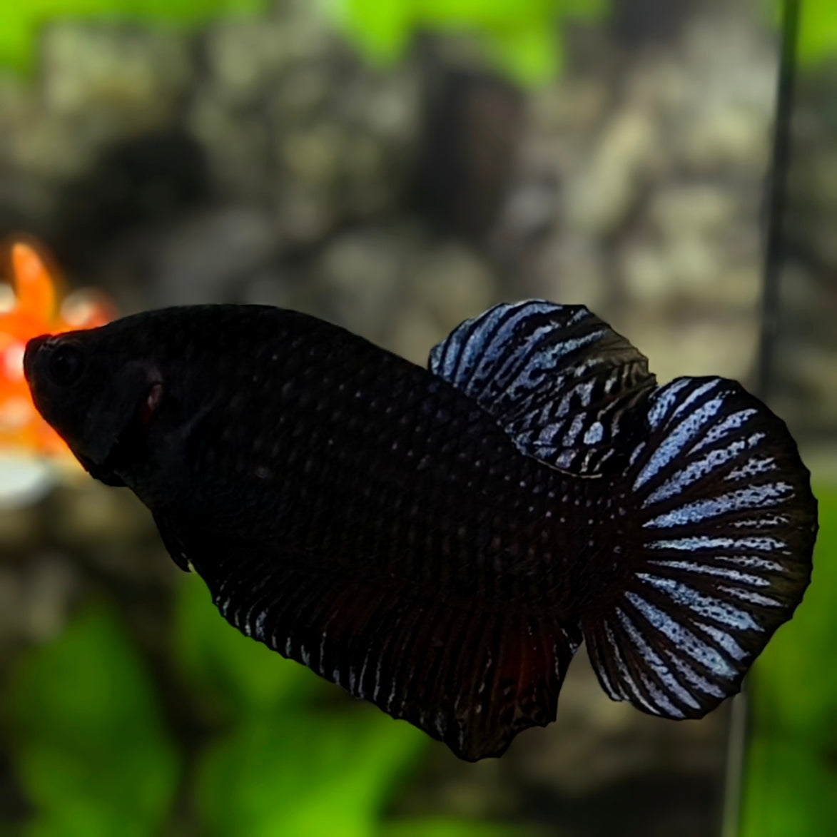 Black King Fighter Betta Fish Male