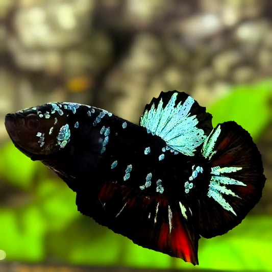 Avatar Blackstar Turquoise HMPK Betta Fish Male
