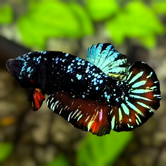 Avatar Blackstar Nebula Turquoise Red HMPK Betta Fish Male