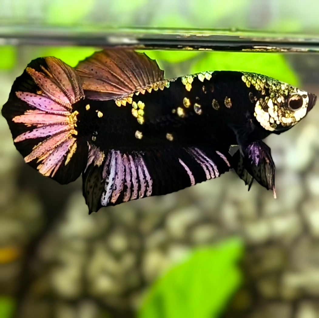 Avatar Black Panther HMPK Betta Fish Male #7