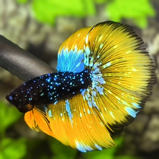 Yellow Kalimaya Nebula Halfmoon Betta Fish Male