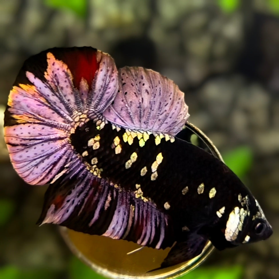 Avatar Black Panther HMPK Betta Fish Male #6