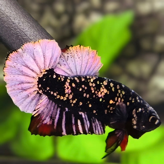 Avatar Black Panther HMPK Betta Fish Male #5