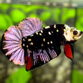 Avatar Black Panther HMPK Betta Fish Male #3