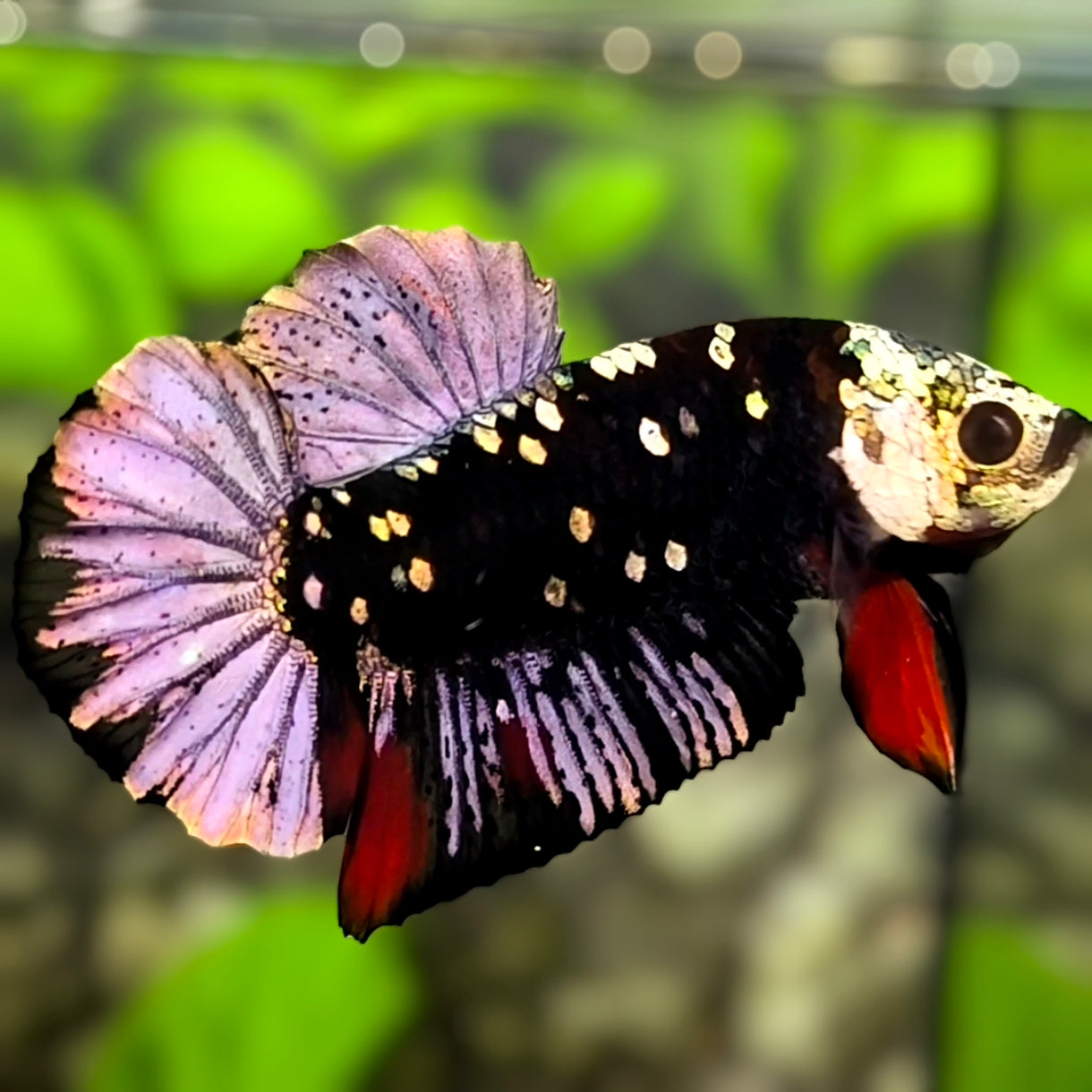 Avatar Black Panther HMPK Betta Fish Male #3