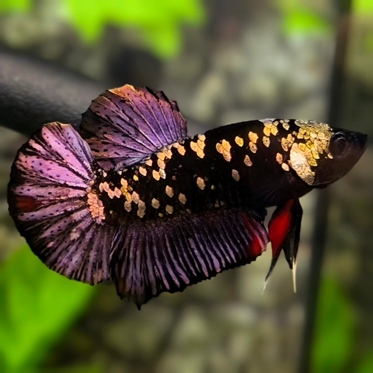Avatar Black Panther HMPK Betta Fish Male #4