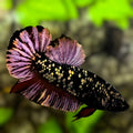 Avatar Black Panther HMPK Betta Fish Male #2
