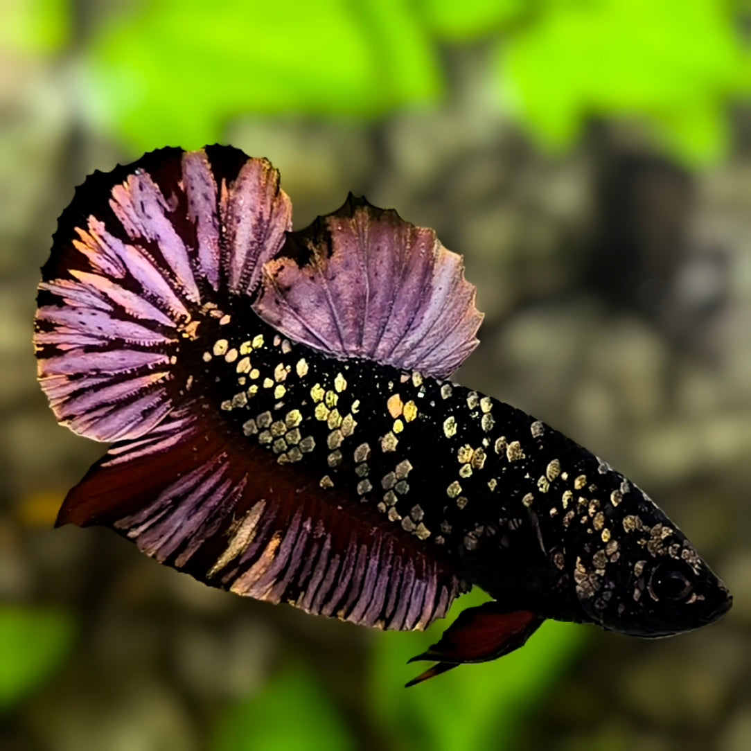 Avatar Black Panther HMPK Betta Fish Male #2