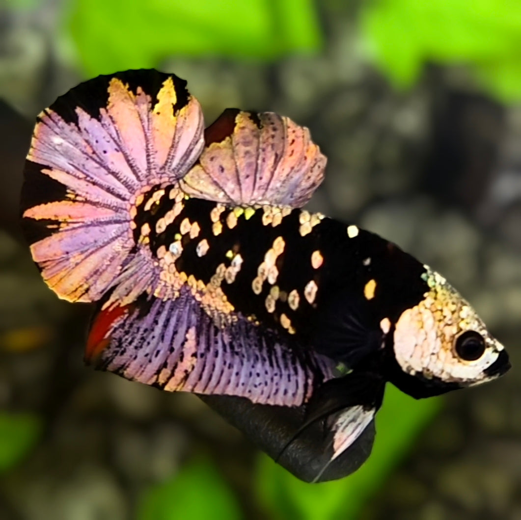 Avatar Black Panther HMPK Betta Fish Male #1