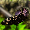 Avatar Black Panther HMPK Betta Fish Female For Sorority / Breed