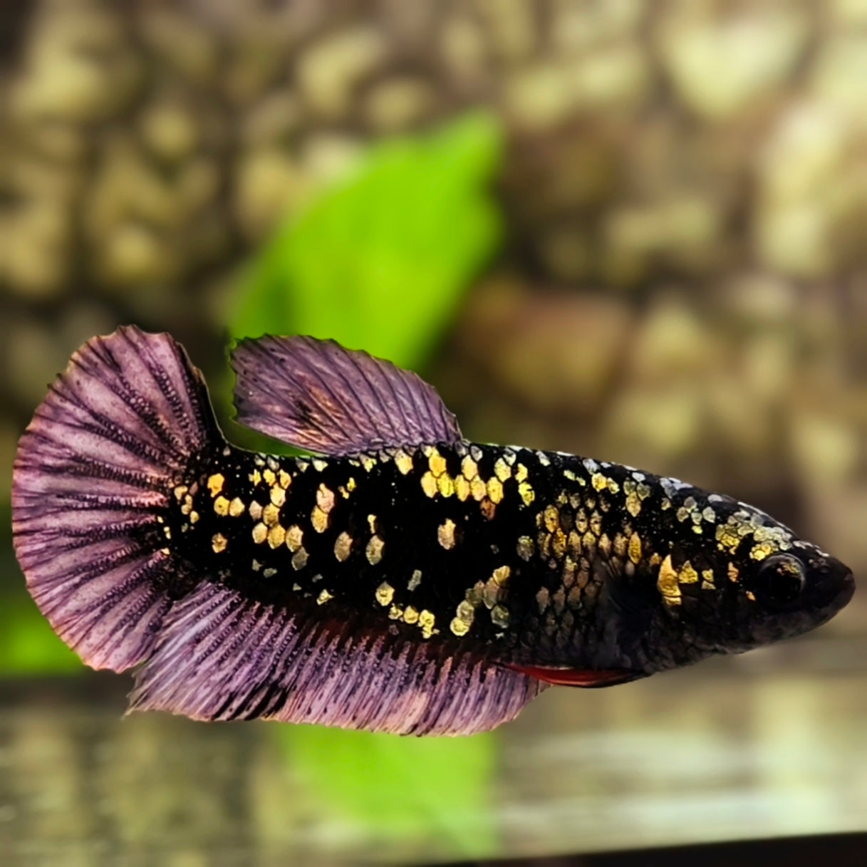 Avatar Black Panther HMPK Betta Fish Female For Sorority / Breed