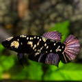 Avatar Black Panther HMPK Betta Fish Female For Sorority / Breed