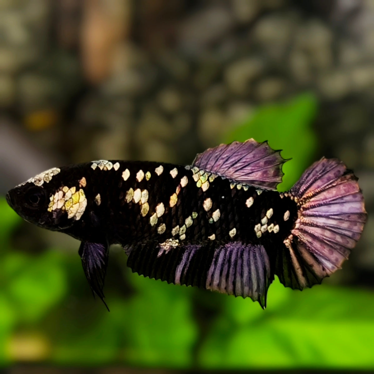 Avatar Black Panther HMPK Betta Fish Female For Sorority / Breed