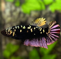 Avatar Black Panther HMPK Betta Fish Female For Sorority / Breed
