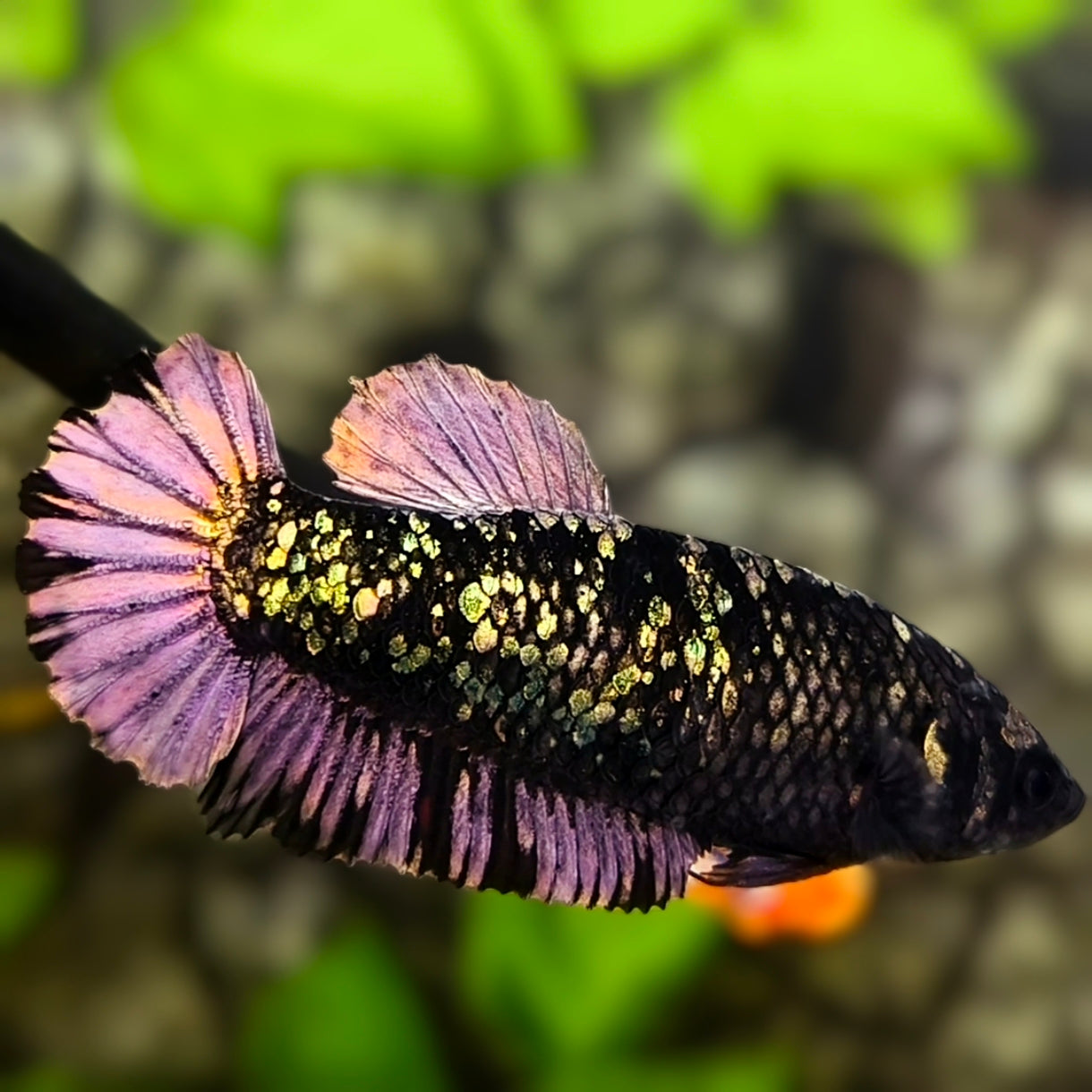 Avatar Black Panther Nebula HMPK Betta Fish Female For Sorority / Breed