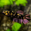 Avatar Black Panther HMPK Betta Fish Female For Sorority / Breed