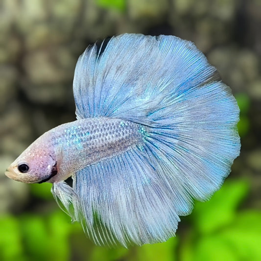 Skyblue Grizzle Halfmoon Betta Fish Male