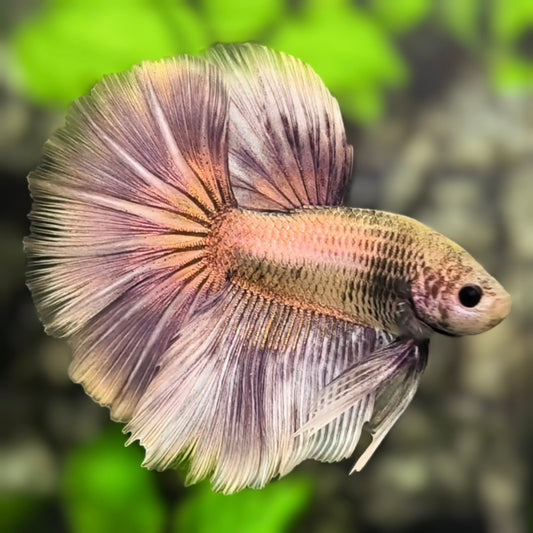 Copper Grizzle Halfmoon Betta Fish Male