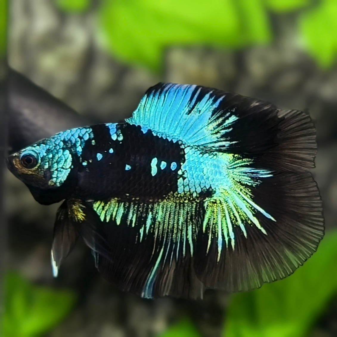 Avatar Doubletail Halfmoon Betta Fish Male