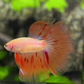 Orange Armageddon Halfmoon Betta Fish Male